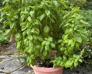514 largebasilplantinterracottaplanter