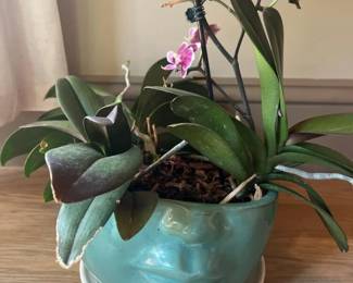 460 purpleorchidplantinturquoisefacepl