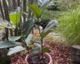 512 fiddleleaffigplantinplasticpot