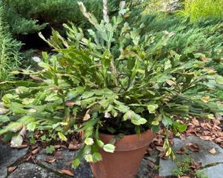 513 pottedholidaycactusschlumbergeraint