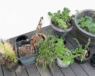 Potted Patio Plants