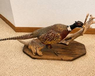 bg- Full-body taxidermy mount of a male ring-necked pheasant, displaying the species’ distinctive colorful plumage, white neck ring, red facial markings, and long barred tail feathers. The pheasant is posed standing on a rustic wood plaque with natural driftwood accents, creating an attractive hunting lodge or sporting display. The pheasant measures approximately 33” from beak to end of tail and 14” tall. The wood base measures approximately 12” x 24”. Mount shows age and wear consistent with display and use, including some visible wear to the feathers and facial area. The rustic wood and driftwood elements have natural cracks, knots, weathering, and variations. Please review all photos closely for condition. A decorative piece for a hunting collection, lodge, cabin, sporting room, or rustic décor. Approximate Measurements: ● Pheasant: 33” long, beak to tail ● Base/plaque: 12” x 24”