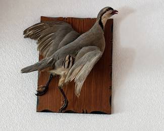 bh- Taxidermy chukar partridge presented in a dynamic wings-spread pose on a rustic wood wall plaque. The bird displays the characteristic gray-brown plumage, contrasting facial and neck markings, barred side feathers, and reddish beak and legs associated with the species. The mount has an appealing vintage hunting-lodge appearance, with the bird positioned partially away from the plaque to create a dimensional display. The wood plaque has a rustic shaped edge and visible natural grain. Condition appears consistent with an older displayed taxidermy mount, with some feather wear, separation, and age-related imperfections visible. Please review photos closely for overall condition. Approximate Bird Dimensions: ● 14.5” long, beak to tail ● 13.5” tall ● 14” wingspan