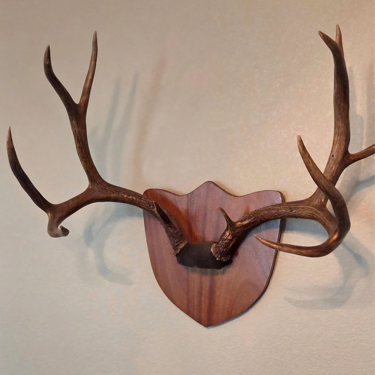 HORNS
