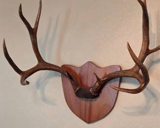 HORNS