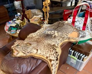 Bobcat pelt, as is. Fragile,