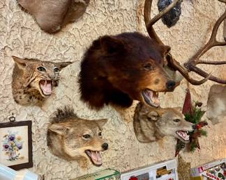 Taxidermy coyote, bobcat and bear mounts