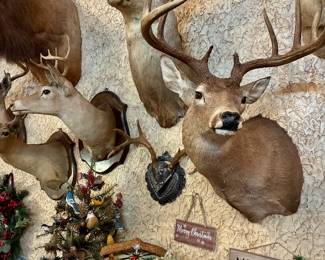 Taxidermy deer mounts