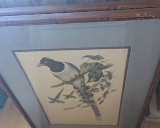 John Gauld Bird Art
