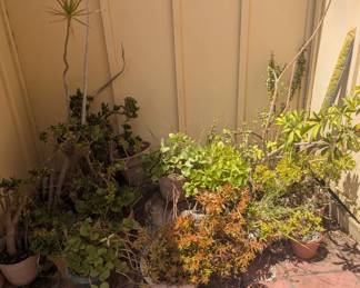 Potted Plants