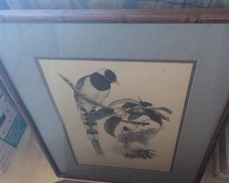 John Gauld Bird Art