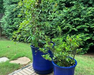 Blue Planters Carolina Jessamine