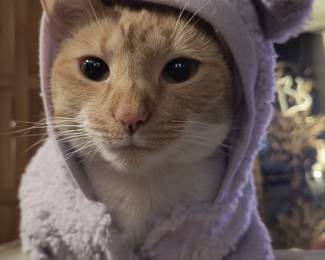 AWWW Lotus also Fashionista Kitty..Family Pet..NFS!