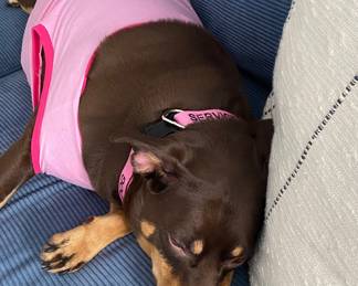Fashionista Zelda..U DO KNOW she is the family pet by now right? NFS!