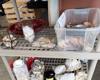 sea shells