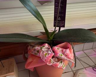 Phalaenopsis Orchid in Terracotta Pot