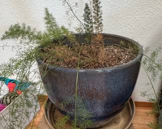Large Glazed Ceramic Planter with Asparagus Fern