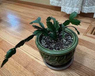 Schlumbergera (Holiday Cactus) in Green Embossed Ceramic Planter
