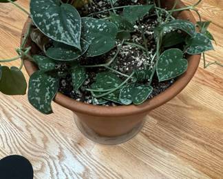 Scindapsus pictus 'Argyraeus' in Terra Cotta Pot