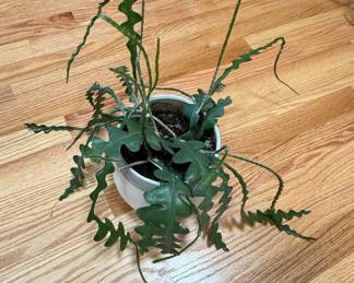 Epiphyllum anguliger (Fishbone Cactus)