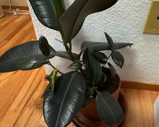 Ficus elastica 'Burgundy' (Rubber Plant) in Terracotta Pot