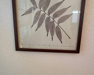Pistacia chinensis Botanical Skeleton Leaf Framed Print