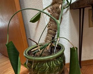Monstera Deliciosa in Glazed Ceramic Planter