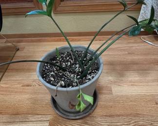 Zamioculcas zamiifolia (ZZ Plant) in Concrete Planter