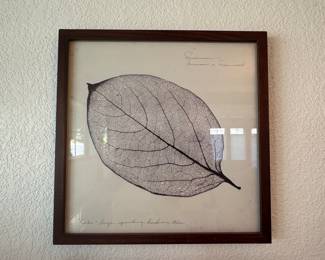 Framed Persimmon (Diospyros) Leaf Skeleton Print