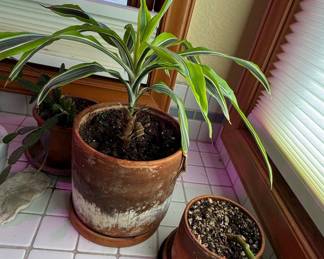 Dracaena fragrans 'Lemon Lime' and Peperomia polybotrya in Terracotta Pots