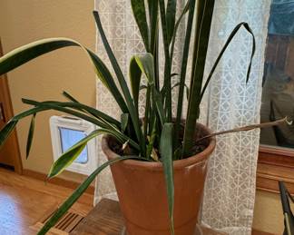 Sansevieria trifasciata 'Laurentii' in Terracotta Planter