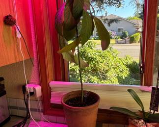 Potted Avocado Plant