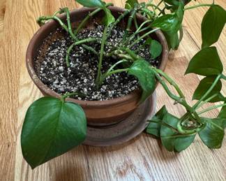 Pothos Houseplant in Terracotta Pot