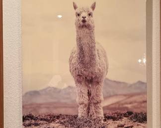 Alpaca Portrait Photographic Print