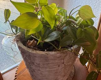 Philodendron hederaceum in Faux Birch Planter