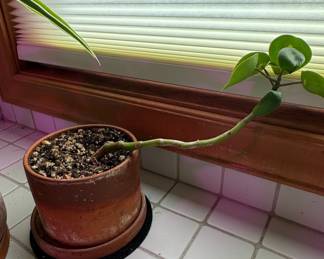 Dracaena fragrans 'Lemon Lime' and Peperomia polybotrya in Terracotta Pots