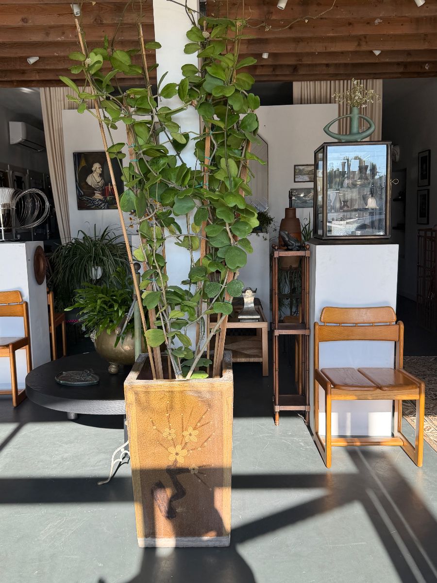 Huge Hoya plant for sale 