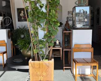 Huge Hoya plant for sale 