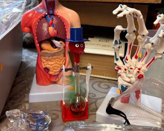 Mini Human Torso Anatomy Model, Life Size Human Hand Skeleton