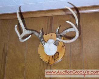 Mounted Antlers