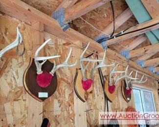 6 Deer Horn Racks