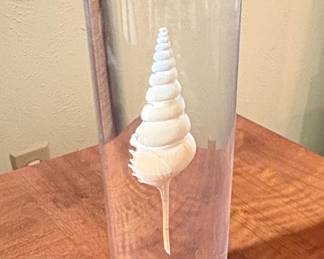 Lucite Encapsulated Auger Shell Sculpture