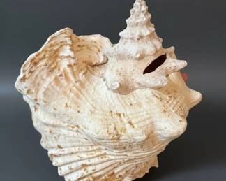 Large Queen Conch Shell second image