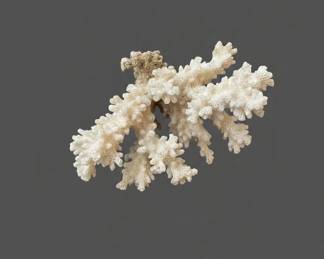 Queen Conch Shell and Branching Coral Specimen second image