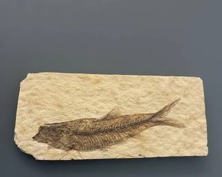 Knightia eocaena Fossil Fish and Murex Seashell third image