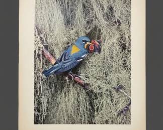 Eliot Porter Scarlet Tanager and Northern Parula Bird Photography Prints fourth image