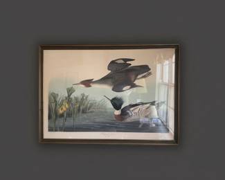 John James Audubon Redbreasted Merganser Plate CCCCI
