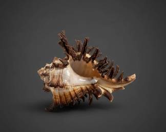 Chicoreus ramosus Ramose Murex sea shell fragment