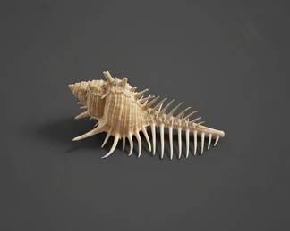 Venus Comb Murex Shell