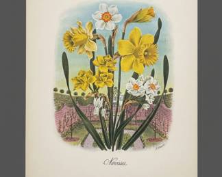 Narcissus Botanical Print by Anne Pratt third image